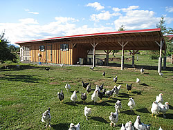 Photo of the Chicken Palace