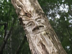 photo-Green Man face carved into tree